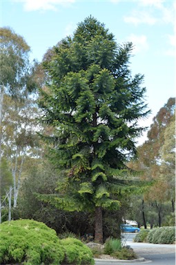 APII jpeg image of Araucaria bidwillii  © contact APII