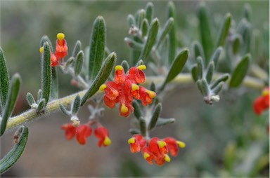 APII jpeg image of Grevillea saccata  © contact APII