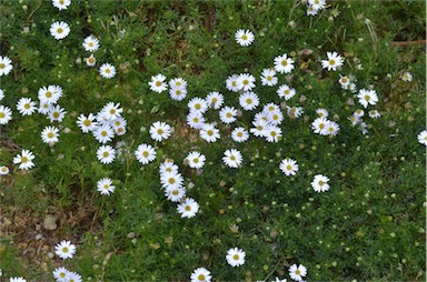 APII jpeg image of Brachyscome multifida 'Alba'  © contact APII