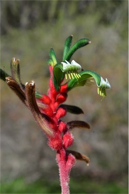 APII jpeg image of Anigozanthos manglesii  © contact APII