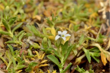 APII jpeg image of Lobelia darlingensis  © contact APII