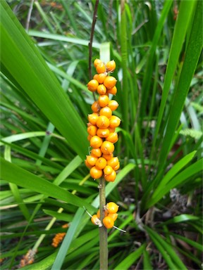 APII jpeg image of Lomandra spicata  © contact APII