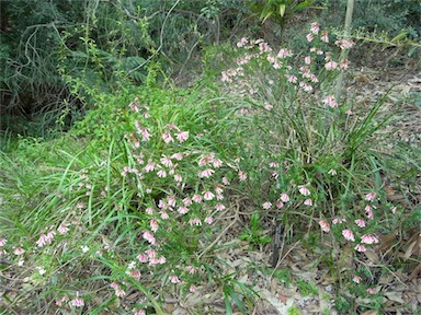 APII jpeg image of Epacris calvertiana var. versicolor  © contact APII