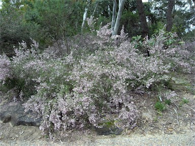 APII jpeg image of Prostanthera stenophylla  © contact APII