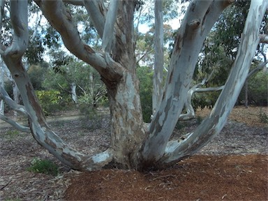 APII jpeg image of Eucalyptus amplifolia  © contact APII