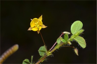 APII jpeg image of Chamaecrista rotundifolia var. rotundifolia  © contact APII