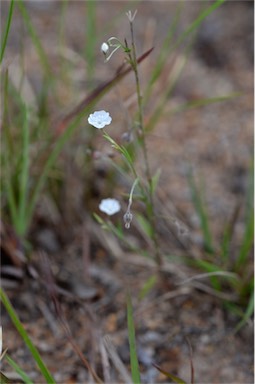 APII jpeg image of Evolvulus alsinoides var. decumbens  © contact APII