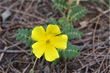 APII jpeg image of Tribulus micrococcus  © contact APII