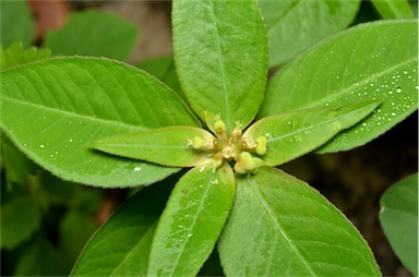 APII jpeg image of Euphorbia heterophylla  © contact APII