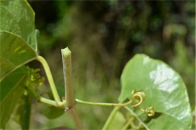 APII jpeg image of Cissus hastata  © contact APII