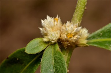 APII jpeg image of Alternanthera ficoidea  © contact APII