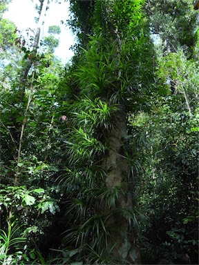 APII jpeg image of Freycinetia excelsa  © contact APII