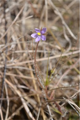 APII jpeg image of Byblis liniflora  © contact APII