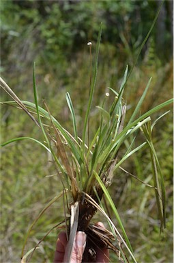 APII jpeg image of Eriocaulon australe  © contact APII