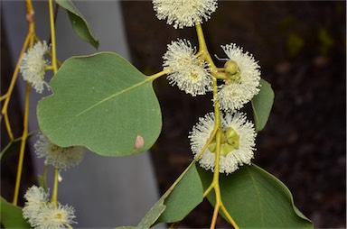 APII jpeg image of Eucalyptus platyphylla  © contact APII