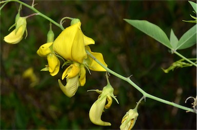 APII jpeg image of Crotalaria laburnifolia subsp. laburnifolia  © contact APII