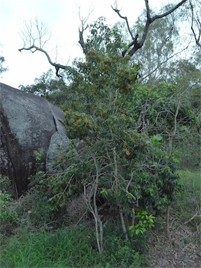 APII jpeg image of Pittosporum ferrugineum subsp. linifolium  © contact APII