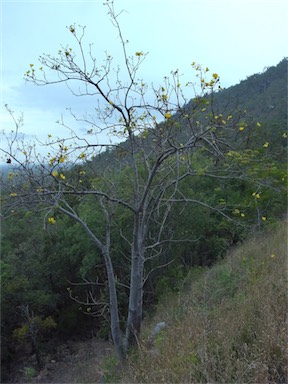 APII jpeg image of Cochlospermum gillivraei  © contact APII