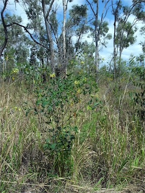 APII jpeg image of Crotalaria laburnifolia subsp. laburnifolia  © contact APII