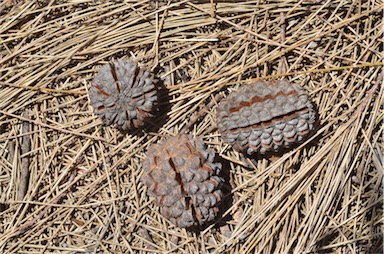 APII jpeg image of Allocasuarina decaisneana  © contact APII