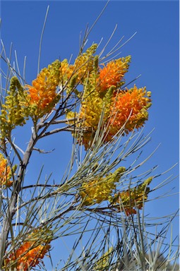 APII jpeg image of Grevillea juncifolia subsp. juncifolia  © contact APII