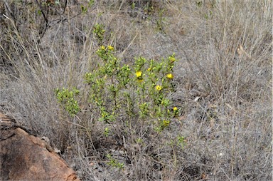 APII jpeg image of Hibbertia glaberrima  © contact APII