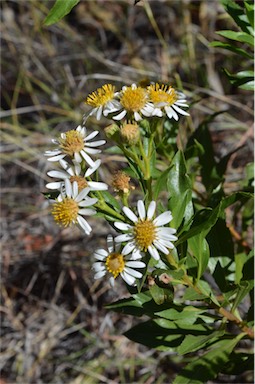 APII jpeg image of Olearia ferresii  © contact APII