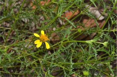 APII jpeg image of Apowollastonia stirlingii subsp. fontaliciana  © contact APII