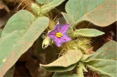 APII jpeg image of Solanum aridicola  © contact APII