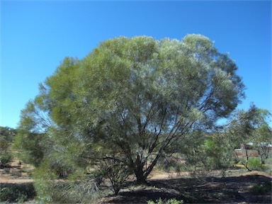 APII jpeg image of Acacia maconochieana  © contact APII