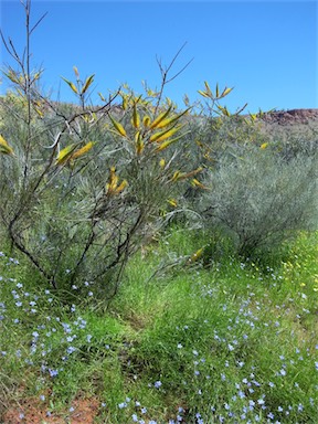 APII jpeg image of Grevillea eriostachya  © contact APII