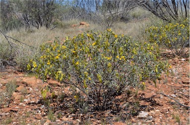 APII jpeg image of Senna artemisioides subsp. helmsii  © contact APII