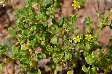 APII jpeg image of Zygophyllum eichleri  © contact APII