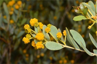 APII jpeg image of Acacia bivenosa  © contact APII