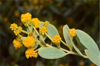 APII jpeg image of Acacia bivenosa  © contact APII