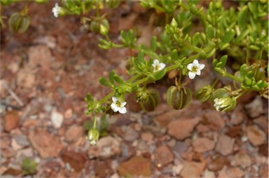 APII jpeg image of Zygophyllum tesquorum  © contact APII