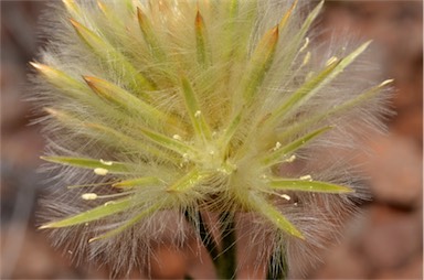 APII jpeg image of Ptilotus clementii  © contact APII