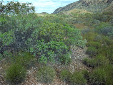 APII jpeg image of Acacia bivenosa  © contact APII