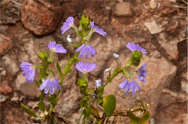 APII jpeg image of Scaevola glabrata  © contact APII