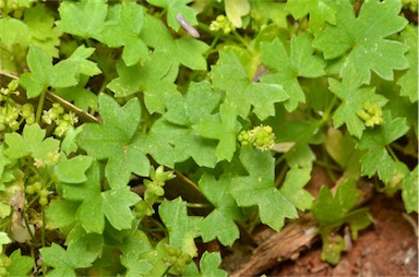 APII jpeg image of Hydrocotyle trachycarpa  © contact APII