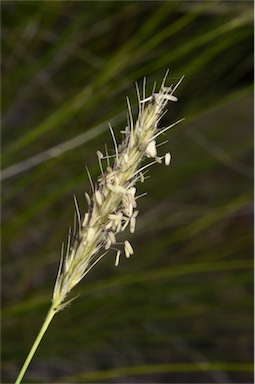 APII jpeg image of Neurachne tenuifolia  © contact APII