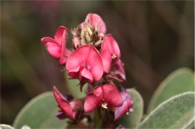 APII jpeg image of Indigofera basedowii  © contact APII