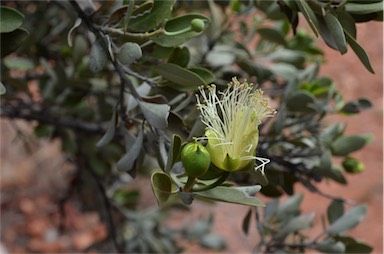 APII jpeg image of Capparis mitchellii  © contact APII