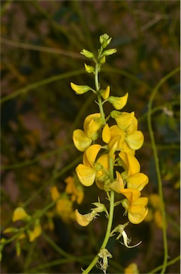 APII jpeg image of Crotalaria eremaea subsp. strehlowii  © contact APII