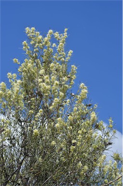 APII jpeg image of Hakea leucoptera  © contact APII