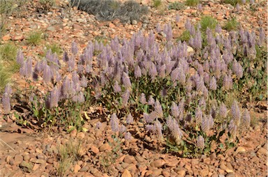 APII jpeg image of Ptilotus nobilis  © contact APII