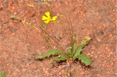 APII jpeg image of Goodenia gibbosa  © contact APII