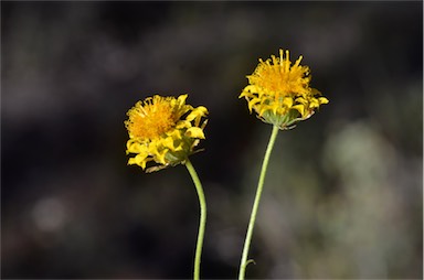 APII jpeg image of Leucochrysum stipitatum  © contact APII