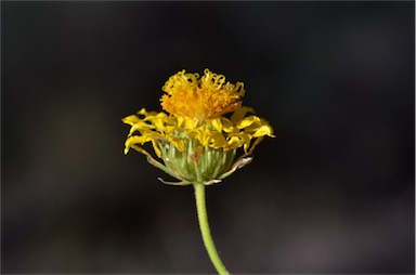 APII jpeg image of Leucochrysum stipitatum  © contact APII