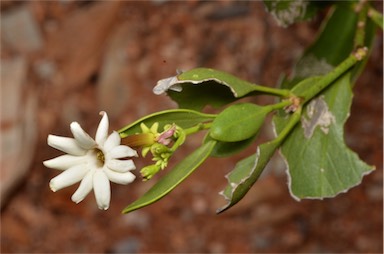 APII jpeg image of Jasminum calcareum  © contact APII